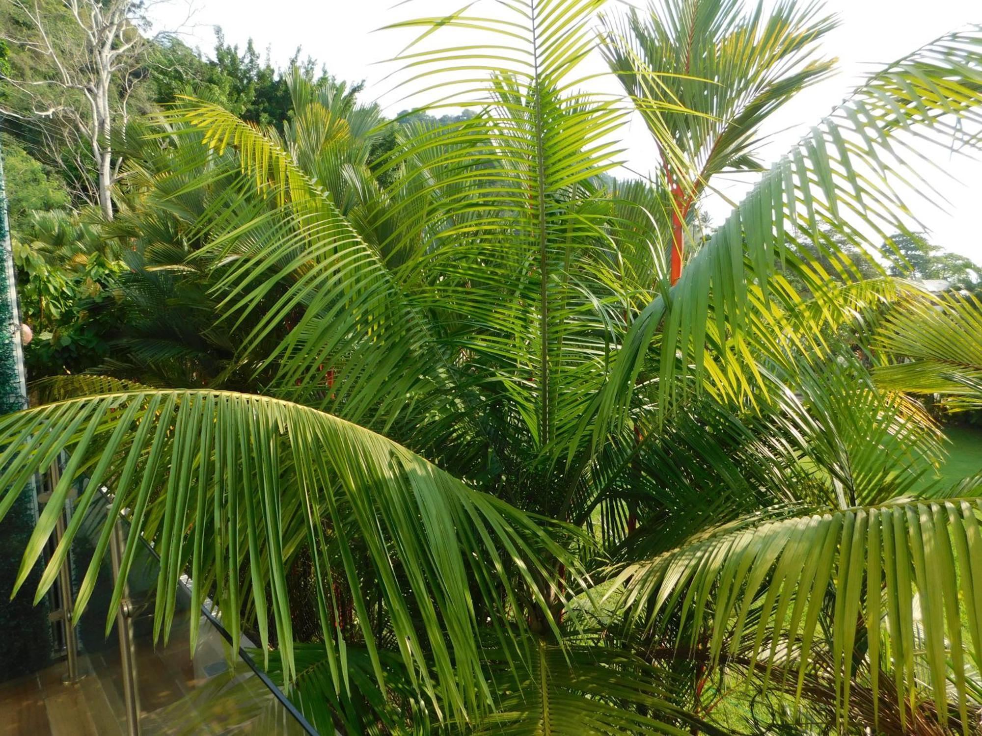 Sunset 205, Sleeps Six, Next Door To The Pool, 100M To The Beach! Jaco Ngoại thất bức ảnh
